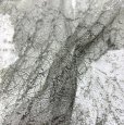 画像7: ハイネック　ストレッチレース　プルオーバーブラウス　グリーン　ホワイト (7)